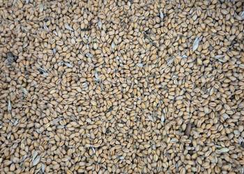 Pszenica nasiona eko okazja