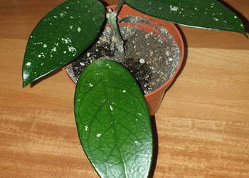 Hoya , hoja, kwiat rosnący
