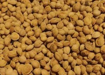 Grab zwyczajny (carpinus betulus) zbiór 2025r.