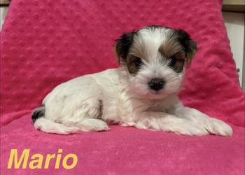 Do Rezerwacji Mario Yorkshire Terier Biewer