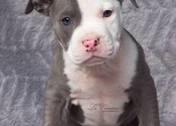 American Staffordshire Terrier Blue Amstaff