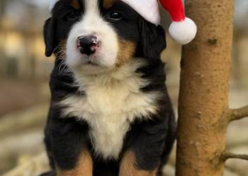 Śliczna sunia, piesek Berneński pies pasterski z rodowodem