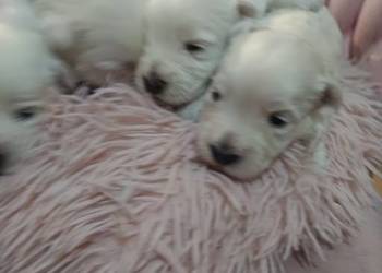 West Highland White Terrier.do odbioru na Mikołaja