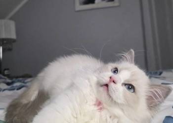 Urocza Lilly - kotka hodowlana do hodowli FPL Fife ragdoll