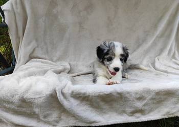 Piesek Border collie blue merle z rodowodem z domowej hodowli