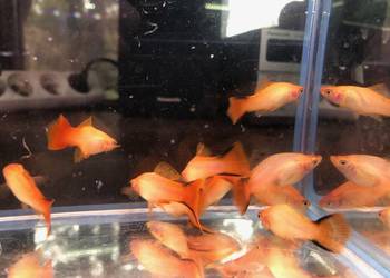 Mieczyk orange comet