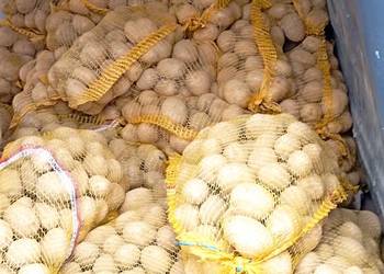 ZIEMNIAKI* odm. Gala Prosto od Rolnika : Jadalne + SADZENIAKI pak. po 15