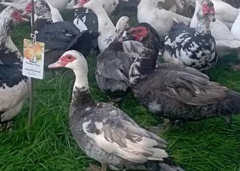 Duże Kaczory waga 5 Kg i Kaczki Dorosłe Do UBOJU od Zaraz lub CHOWU Polecam