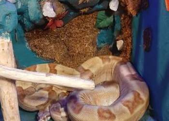 Boa constrictor salmon