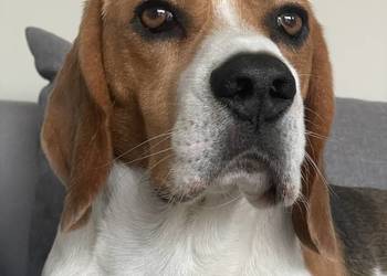 Reproduktor , Beagle