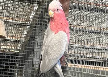 Samiec Kakadu rozowe