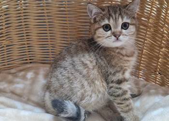 Kocurek Brytyjski złocisto pręgowany