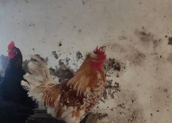 Młode koguty z wolnego wybiegu różne rasy