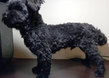 Ładny prezencyjny piesek o imieniu Ace Man rasy Rosyjska Bolonka Kolorowa