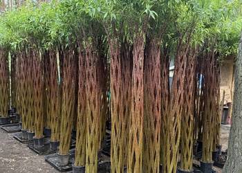Wierzba pleciona 220 cm