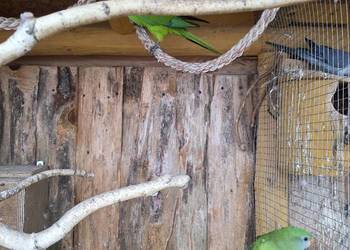 Barabandy - Księżniczka tarczowa Para Legowa