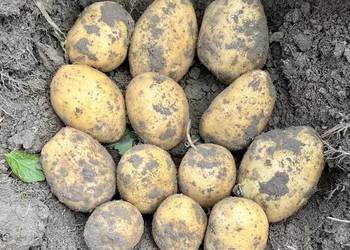 Sprzedaż hurtowa świeżych ziemniaków we wszystkich rozmiarach