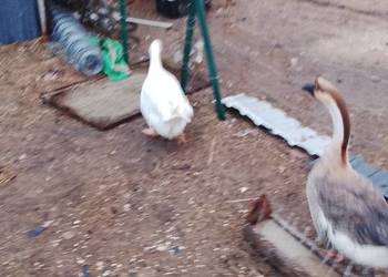 Gęsi białe sprzedam