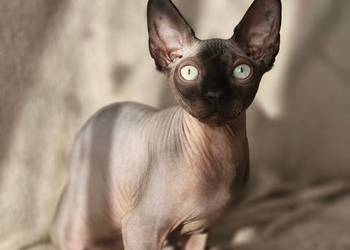 Kociak 5msc z rodowodem