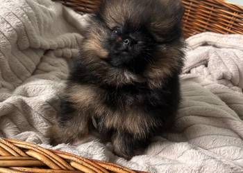 Szpic miniaturowy Boo