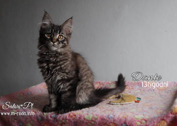 Maine Coon, kocięta z rodowodem WCF