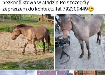 Młoda Klacz kuca