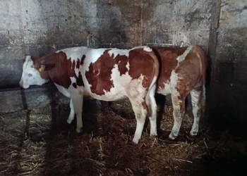 Jałówki na sprzedaż