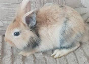 Królik Samica odmiana miniaturka 5 miesięcy