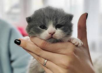 Kot brytyjski szkocki