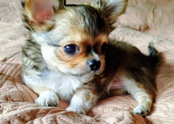 Chihuahua maleńki piesek długowłosy