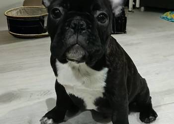Buldog Francuski Szczenięta