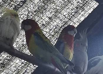 Papugi rozele krolewskie