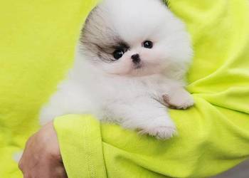 Szpic Pomeranian Szczenieta