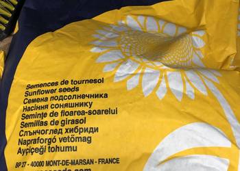 Słonecznik MAS 81K, MAS 83 SU, MAS 823SU, MAS 900 SU Słonecznik ozdobny