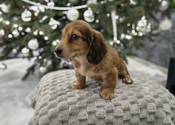 Jamnik długowłosy miniaturowy rudy gen kremowy