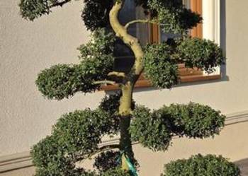 Donica betonowa okrągła- duża 65 cm x 60 cm- na krzew, drzewko, bonsai- MOB