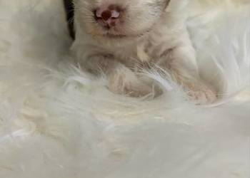 Do Rezerwacji Mia Yorkshire Terier Brio