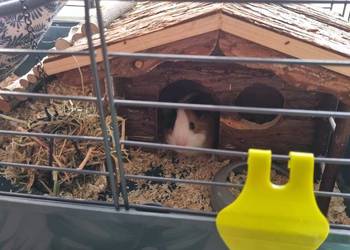 ŚWINKA MORSKA plus zestaw