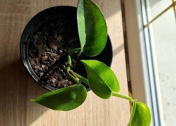 ? Epipremnum aureum
