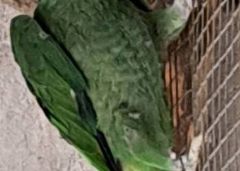 Sprzedam samca amazonki modrobrewej