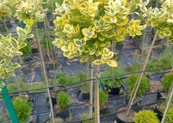Trzmielina szczepiona Emerald Gold 60 cm do 160 cm hury
