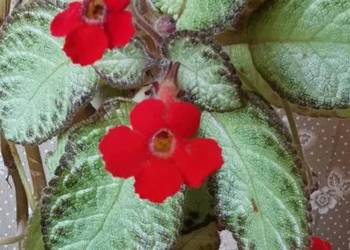 Episca cuperata