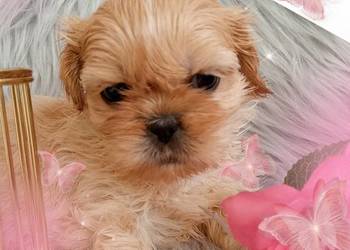 Do odbioru śliczna suczka rasy Shih-Tzu