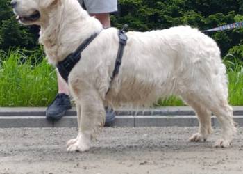 Sunia Golden retriever ZKPL