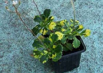 Skalnica Cienista - kolorowe liście