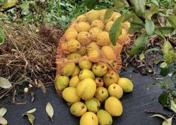 Owoce pigwowca odmiany Gold Calif