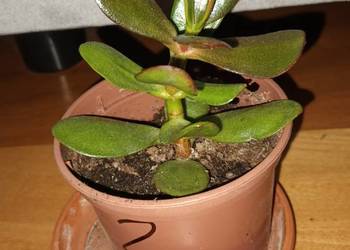 Grubosz, crassula,  roślina rosnąca, nr 2