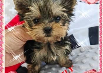 York,Yorkshire Terrier!Elitarne MINI Cudeńko! XXS!Kraków rezerwacja!