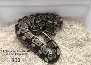 Pyton królewski samica nr 211