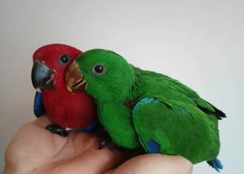 Lory Wielkie / Barwnice/ Eclectus para ręcznie karmione Lory Wielkie / Barwnice/ Eclectus para ręcznie karmione